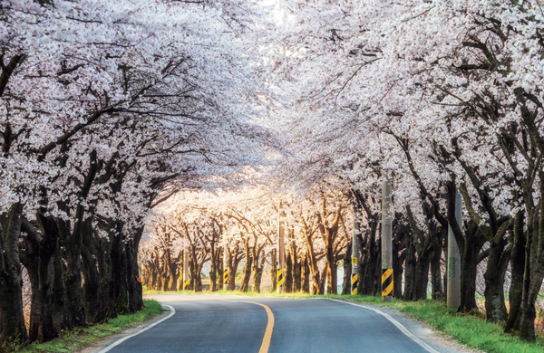 아침 햇살이 번진 벚꽃터널. (사진=김진섭 건축사)