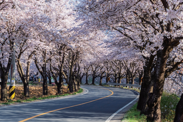 각북 벚꽃길.	(사진=김진섭 건축사)