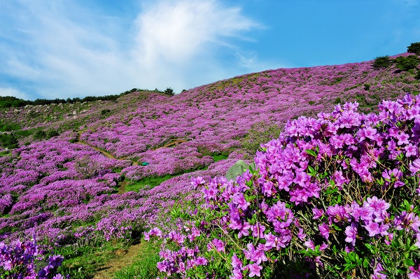 황매산의 철쭉. (사진=김진섭 건축사)