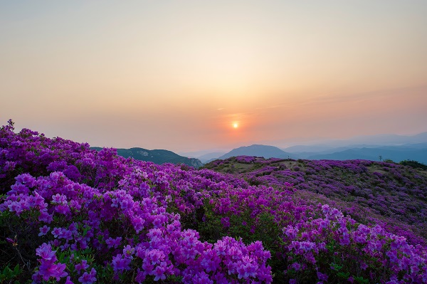 황매산의 일출과 철쭉. (사진=김진섭 건축사)