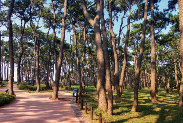 대왕암 가는 길에 있는 해송. (사진=김진섭 건축사)