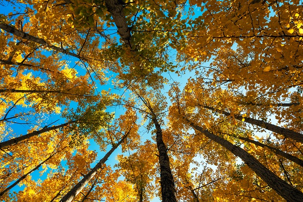 은행나무 사이로 보이는 하늘 (사진=김진섭 건축사)