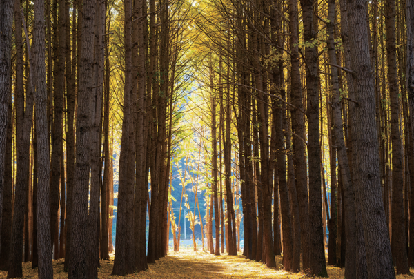 경주 도리마을 은행나무 숲(사진=김진섭 건축사)