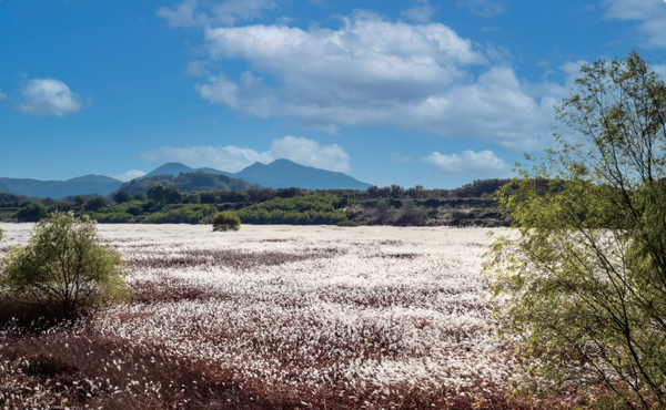 억새의 은빛물결이 넘실거리는 대명 유수지. (사진=김진섭 건축사)