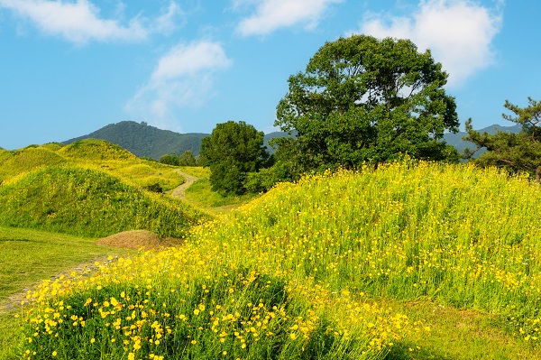 금계국이 핀 고분군	(사진=김진섭 건축사)