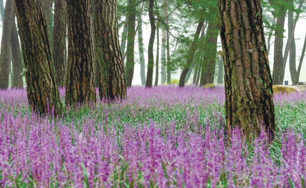 소나무와 맥문동의 조화. (사진=김진섭 건축사)